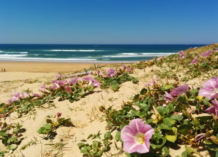 Photo de Plage des Casernes