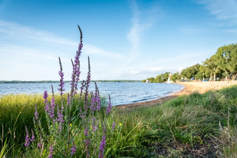 Photo de Plage du lac de Léon