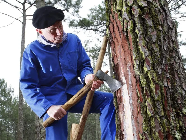 Photo de Visite du Sentier des Résiniers