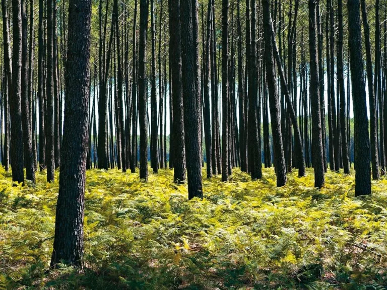 Photo de Visite du Sentier des Résiniers