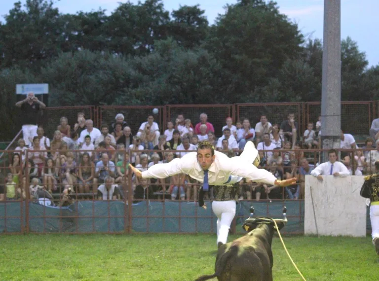 Photo de Courses de vaches landaises