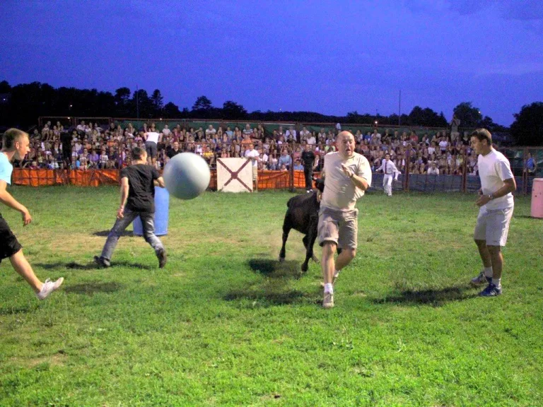 Photo de Courses de vaches landaises