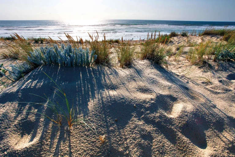 Préservation des dunes et plages des Landes