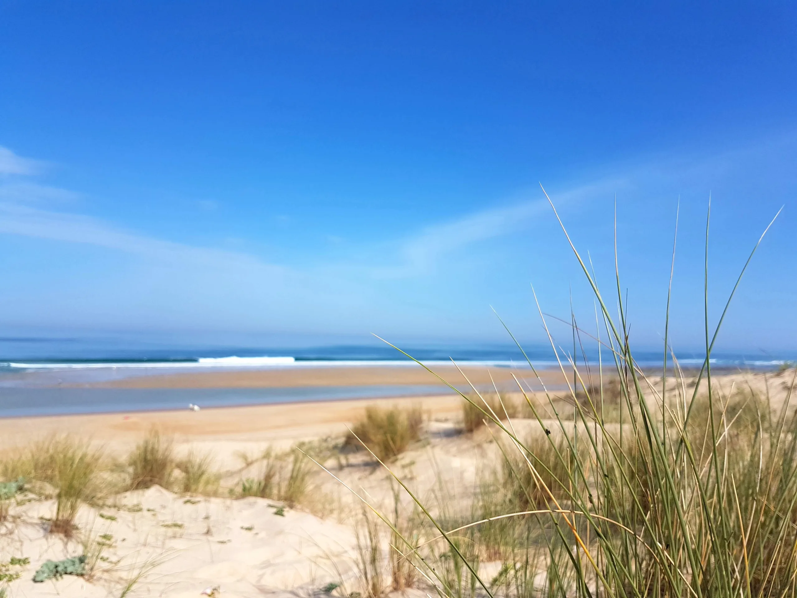 Protection des dunes sur la côte landaise : préserver la végétation