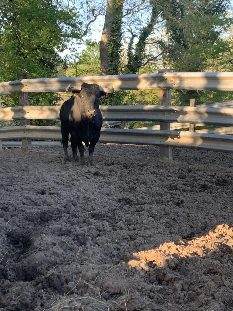 Photo de Semaine landaise /Aventur’à la plage: vaches sous les bois