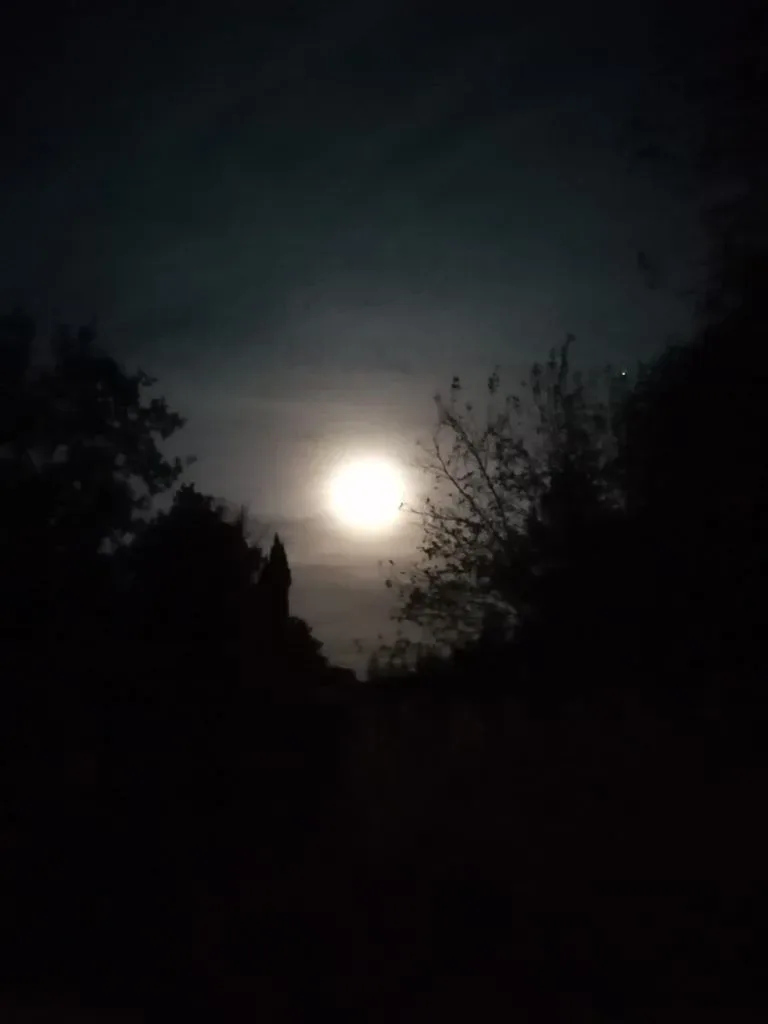 Photo de Bain de forêt de la pleine lune et Rituel de Lune
