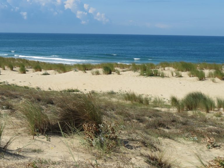 Photo de Explorez la dune avec l’ONF