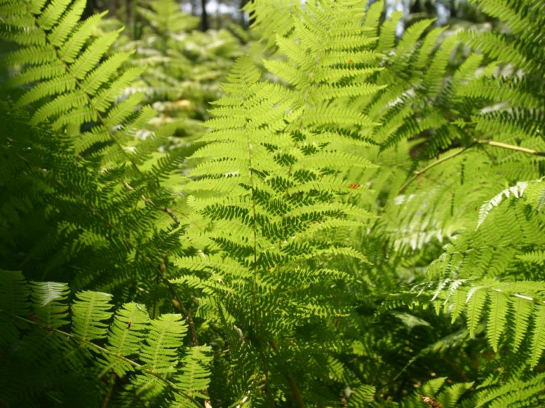 Photo de Explorez la forêt avec l’ONF