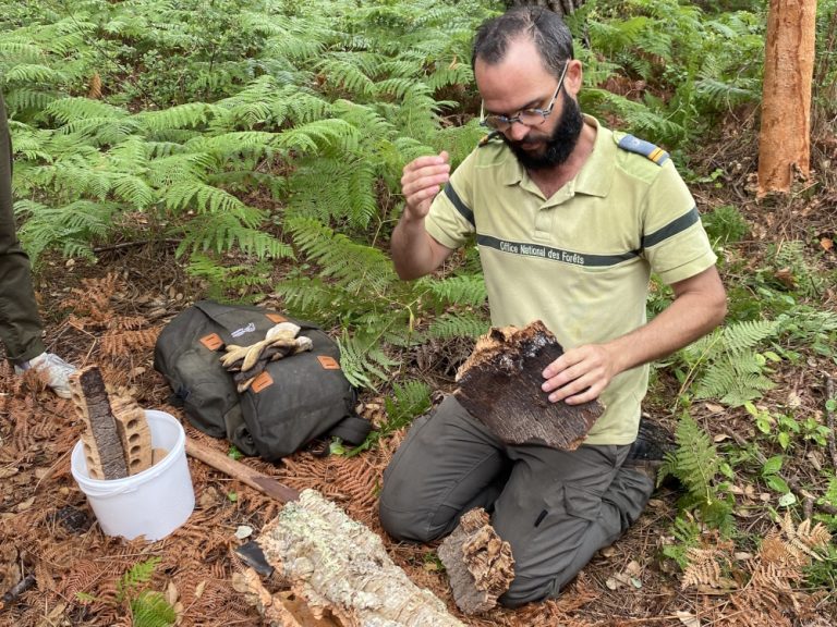 Photo de Explorez la forêt avec l’ONF