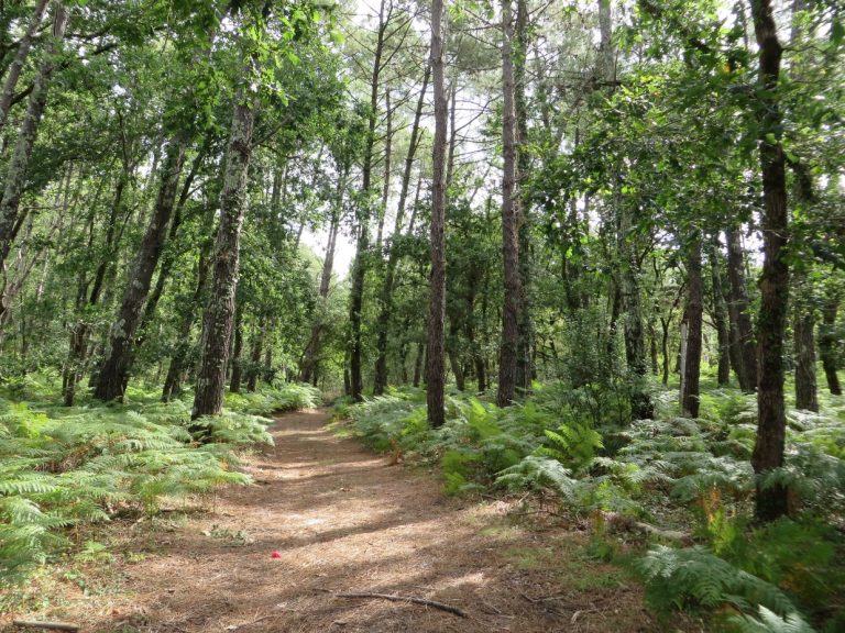 Photo de Explorez la forêt avec l’ONF