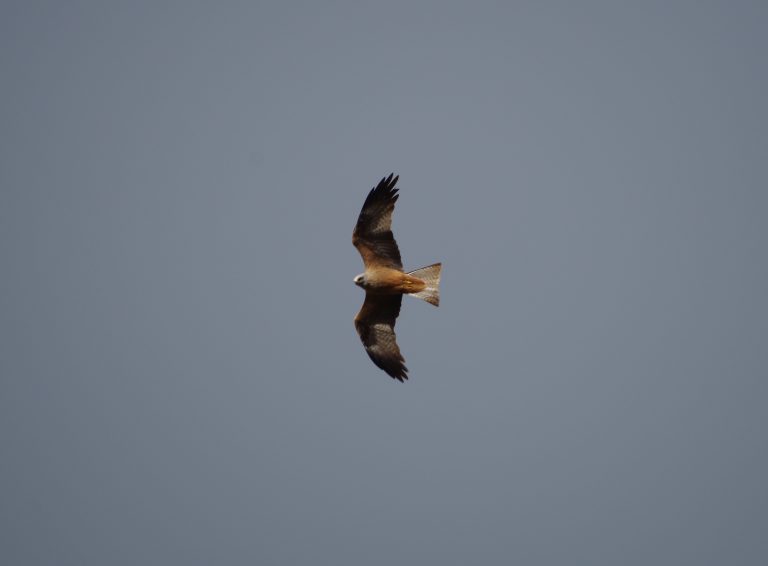 Photo de Balade nature : la symphonie des oiseaux