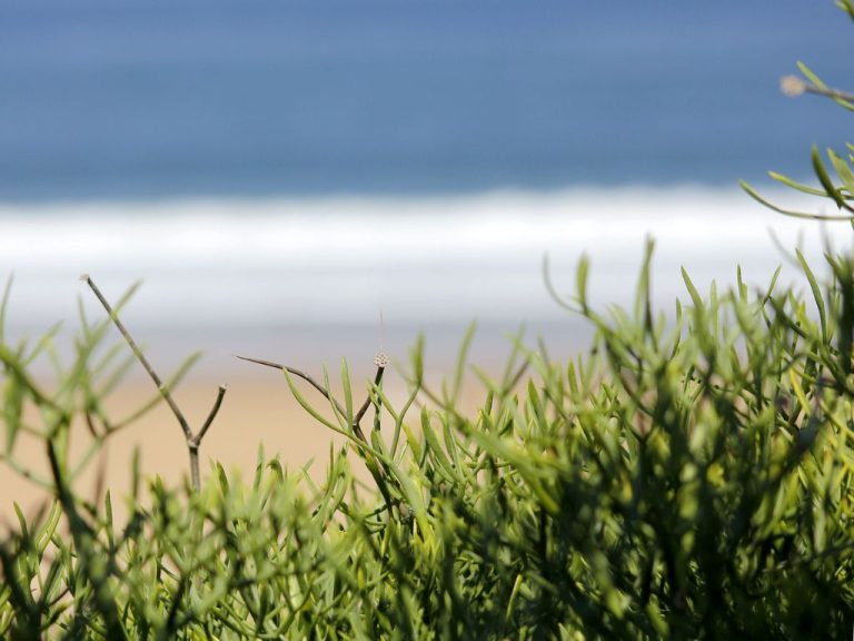 Photo de Fête de la Dune (feu d’artifice)