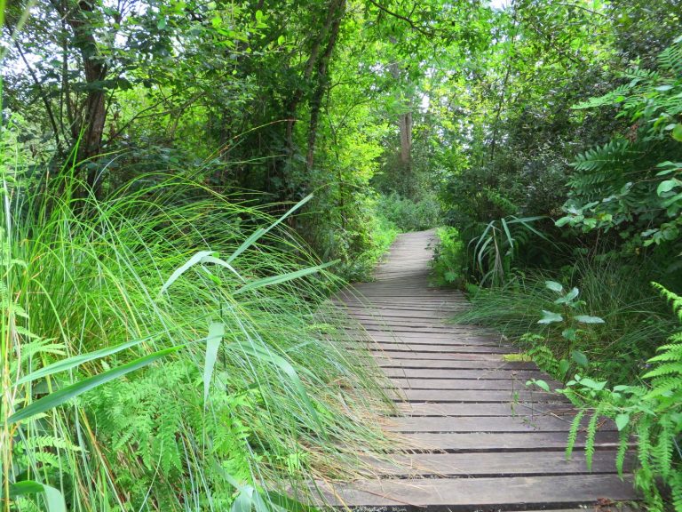 Photo de Découverte – Les araignées de l’Etang Noir