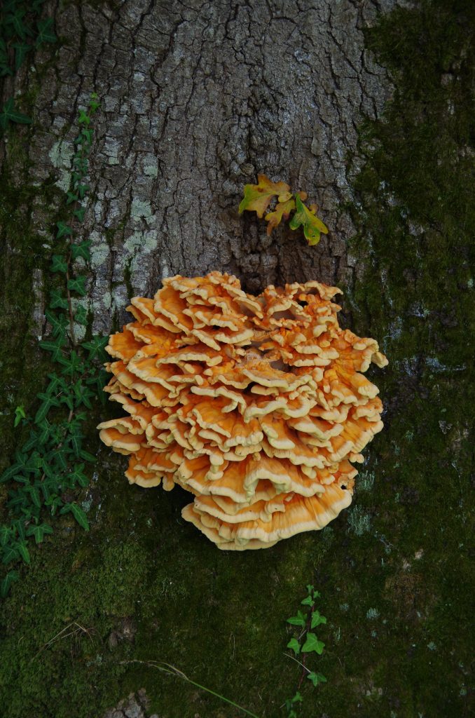 Photo de Balade nature, découverte des champignons