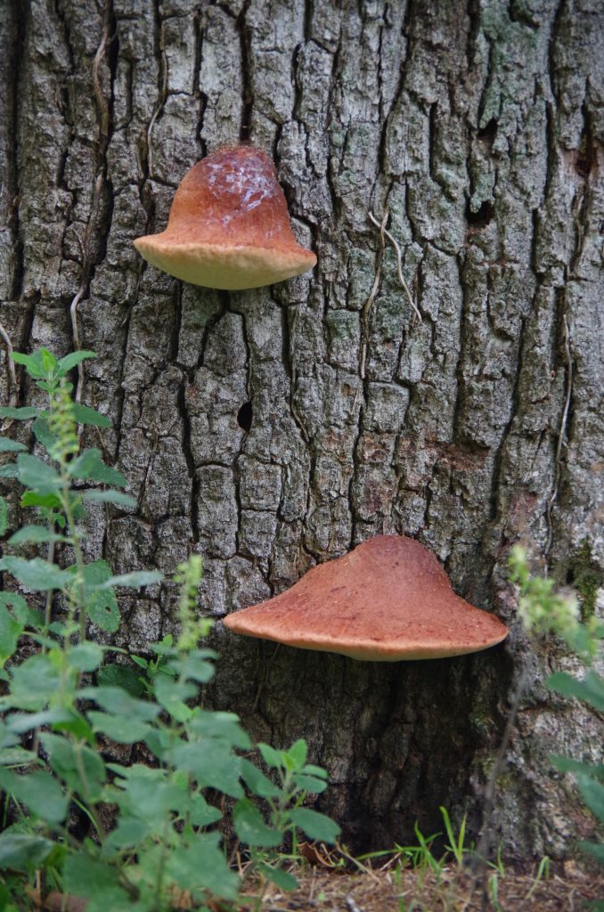 Photo de Balade nature, découverte des champignons