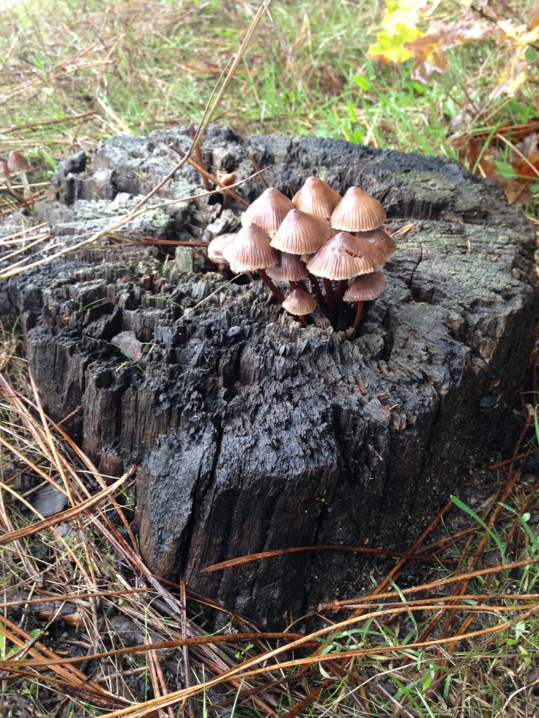 Photo de Balade nature, découverte des champignons