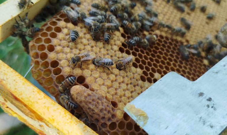 Photo de Découverte de l’apiculture et du miel des Landes de Gascogne