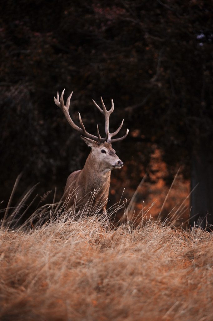 Photo de Sortie à l’écoute du brame du cerf