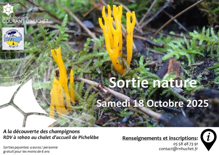 Photo de A la découverte des champignons