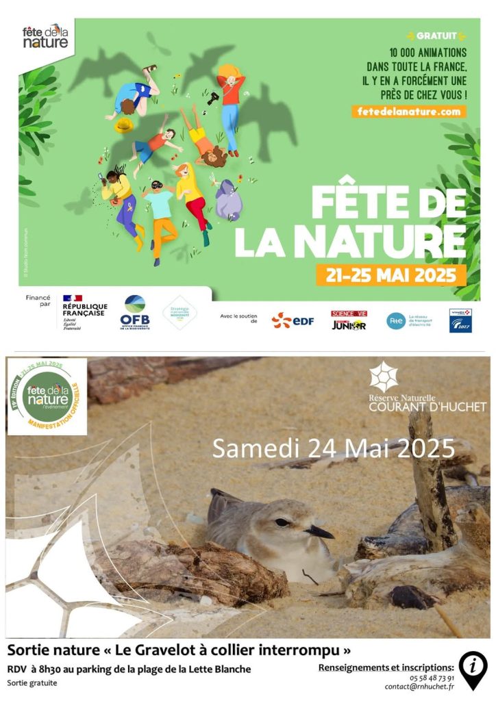 Photo de Sortie nature “Le gravelot à collier interrompu”