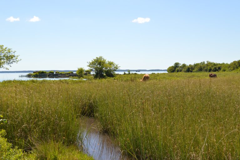 Photo de Découverte des prairies au bord du lac de Parentis