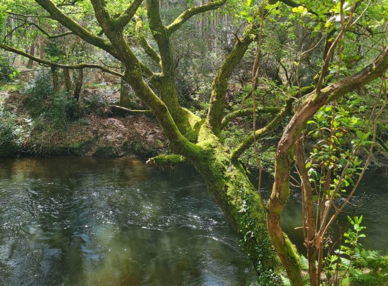 Photo de Balade nature – Entre courant et forêt