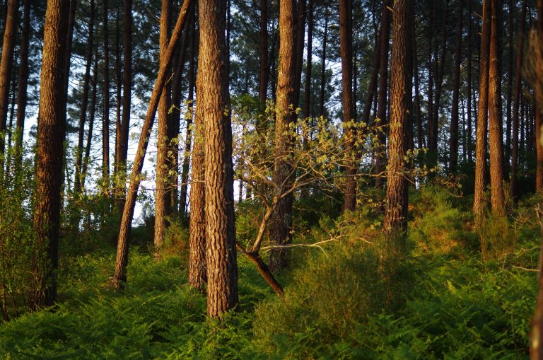 Photo de Balade nature – Entre courant et forêt
