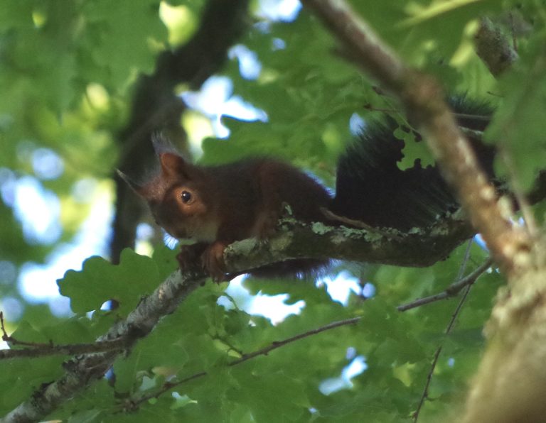 Photo de Balade nature – Entre courant et forêt