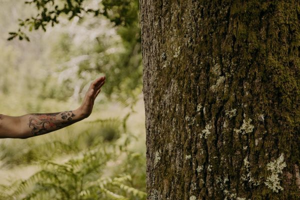 Photo de Bain de forêt Quiétude et nature