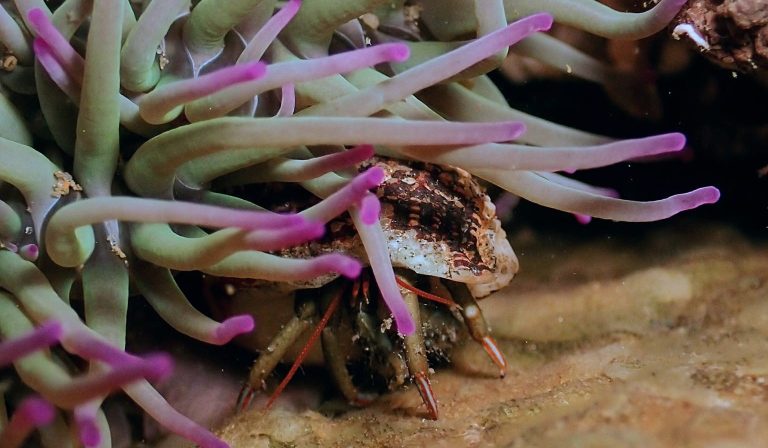 Photo de Biodiversité marine locale : observer, comprendre, agir