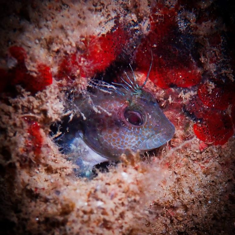 Photo de Biodiversité marine locale : observer, comprendre, agir