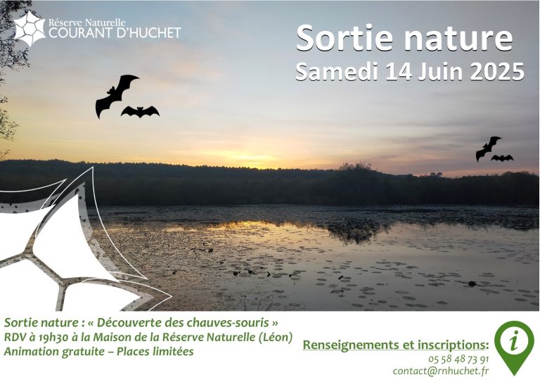 Photo de Nuit internationale de la chauve-souris