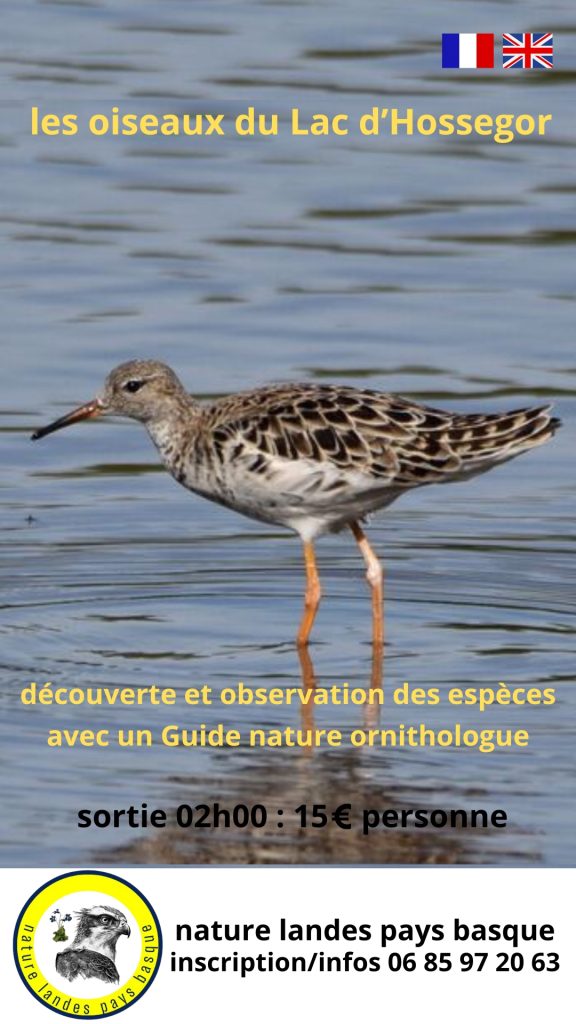 Photo de Les oiseaux du lac d’Hossegor