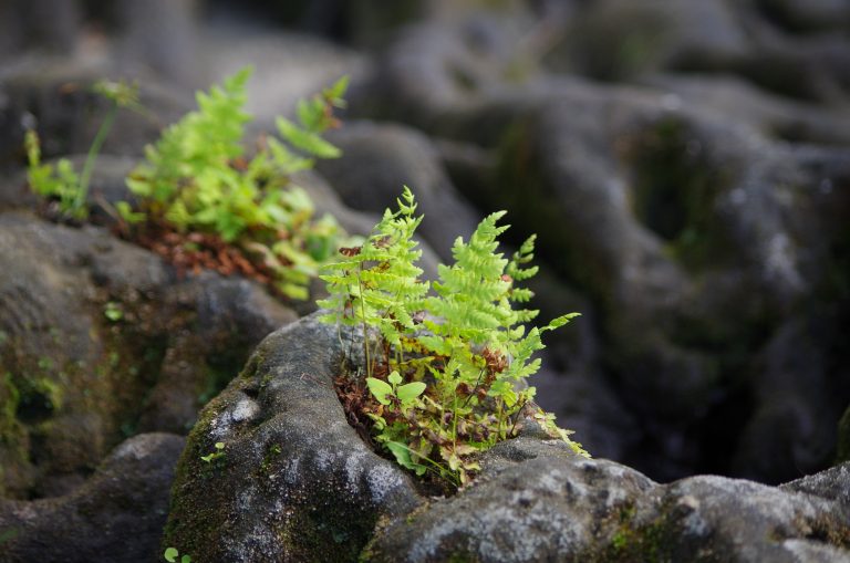 Photo de Les mercredis nature des vacances d’automne