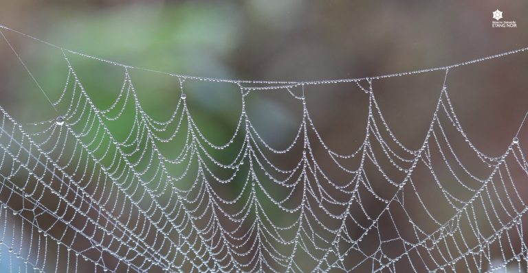 Photo de Découverte – Les araignées de l’Etang Noir