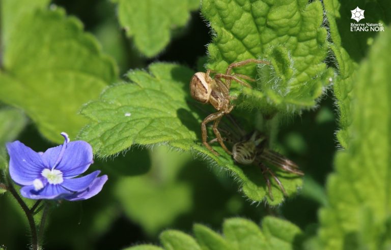 Photo de Découverte – Les araignées de l’Etang Noir