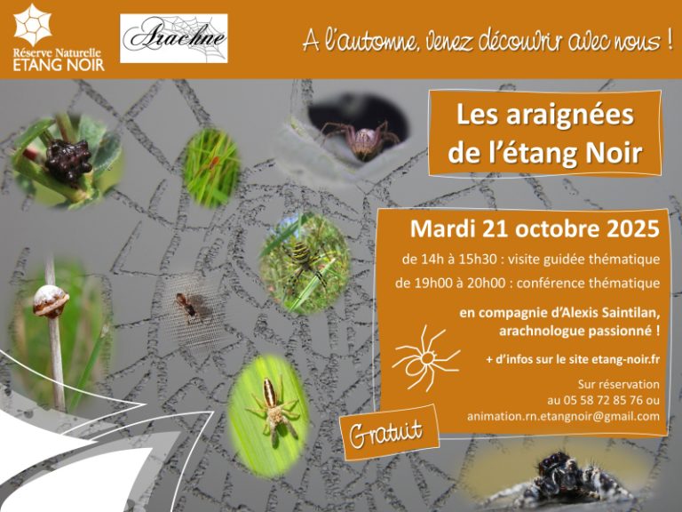 Photo de Découverte – Les araignées de l’Etang Noir