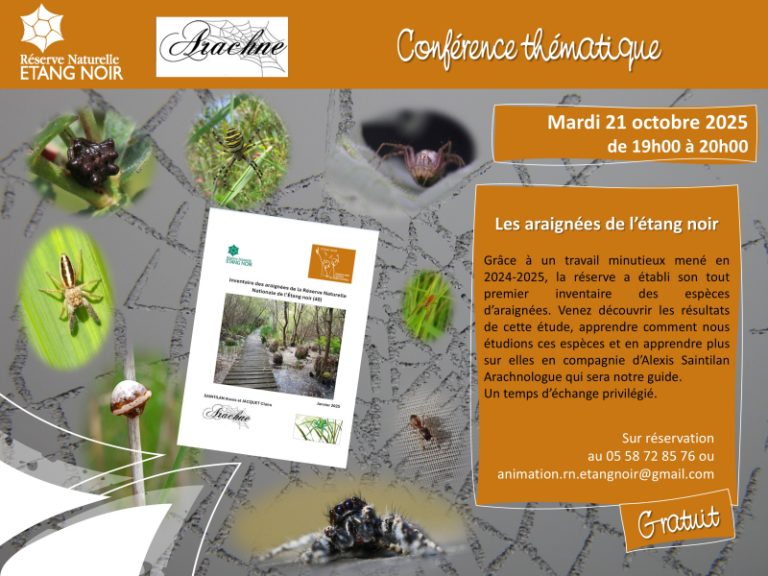 Photo de Découverte – Les araignées de l’Etang Noir