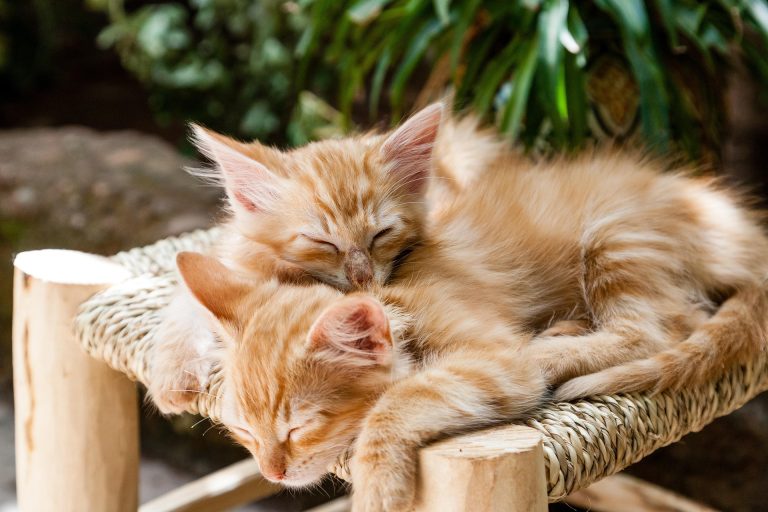 Photo de Journée adoptions