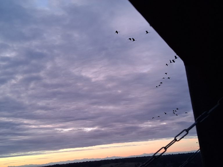 Photo de Annulé – Les grues gourmandes en Pays Morcenais – Le lever