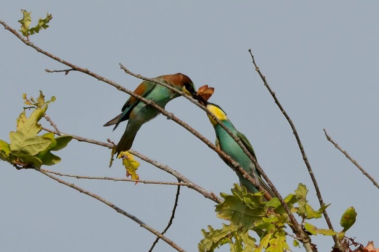 Photo de Les oiseaux du lac d’Hossegor