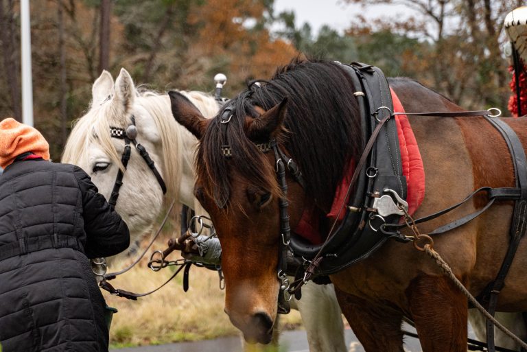 Photo de Balades à poney ● Noël 2025