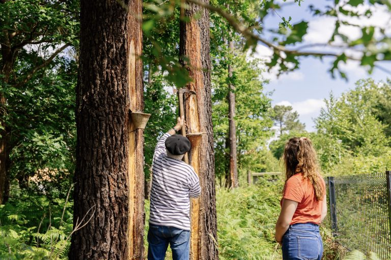 Photo de Journée découverte du Conservatoire des Landes de Gascogne
