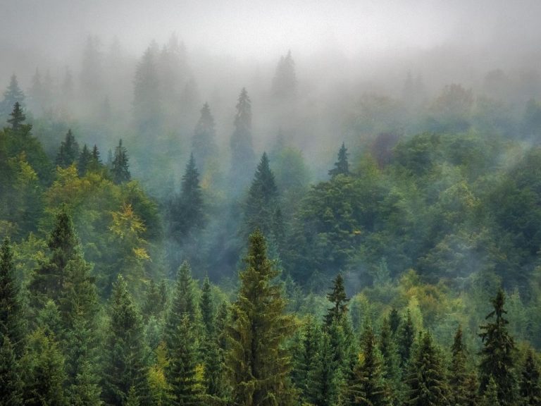 Photo de Lecture musicale, un cri dans la forêt