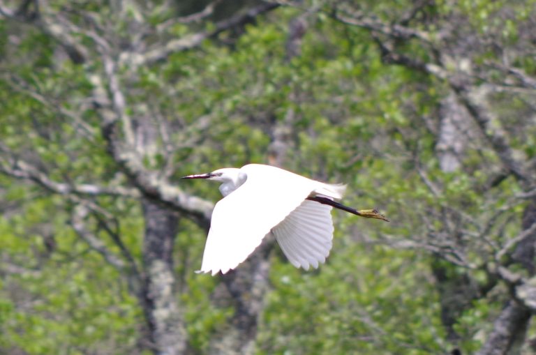 Photo de Eposition « Les oiseaux de nos zones humides »