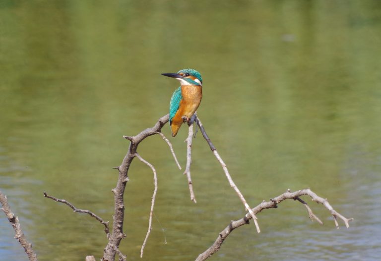 Photo de Eposition « Les oiseaux de nos zones humides »