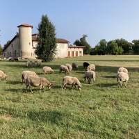 Photo de Animation printemps “Les moutons et les truites”