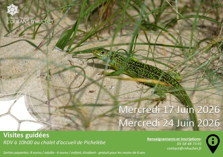 Photo de Partez à la découverte de la Réserve Naturelle du Courant d’Huchet