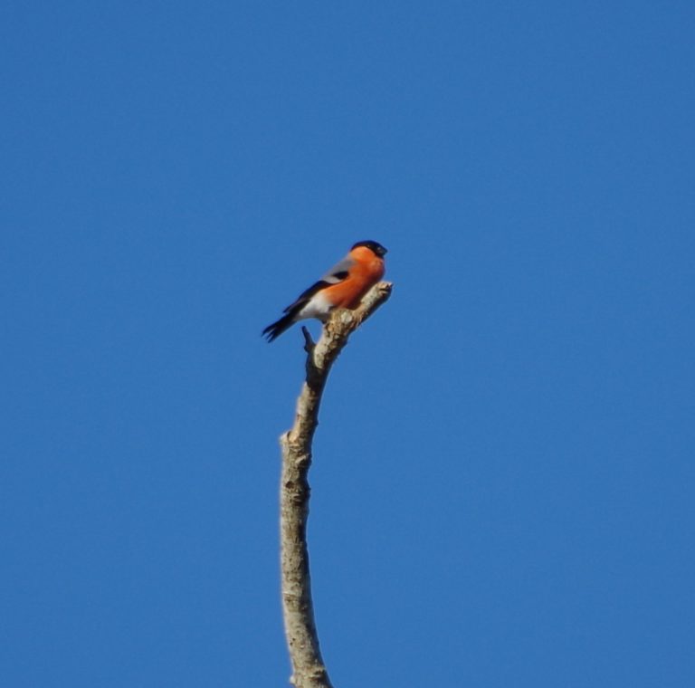 Photo de Balade nature oiseaux