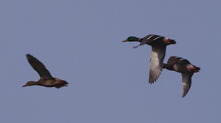 Photo de Balade nature oiseaux